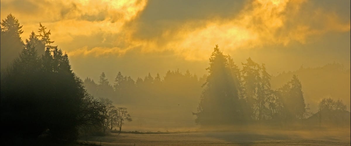 A misty landscape with dense forests and a field.