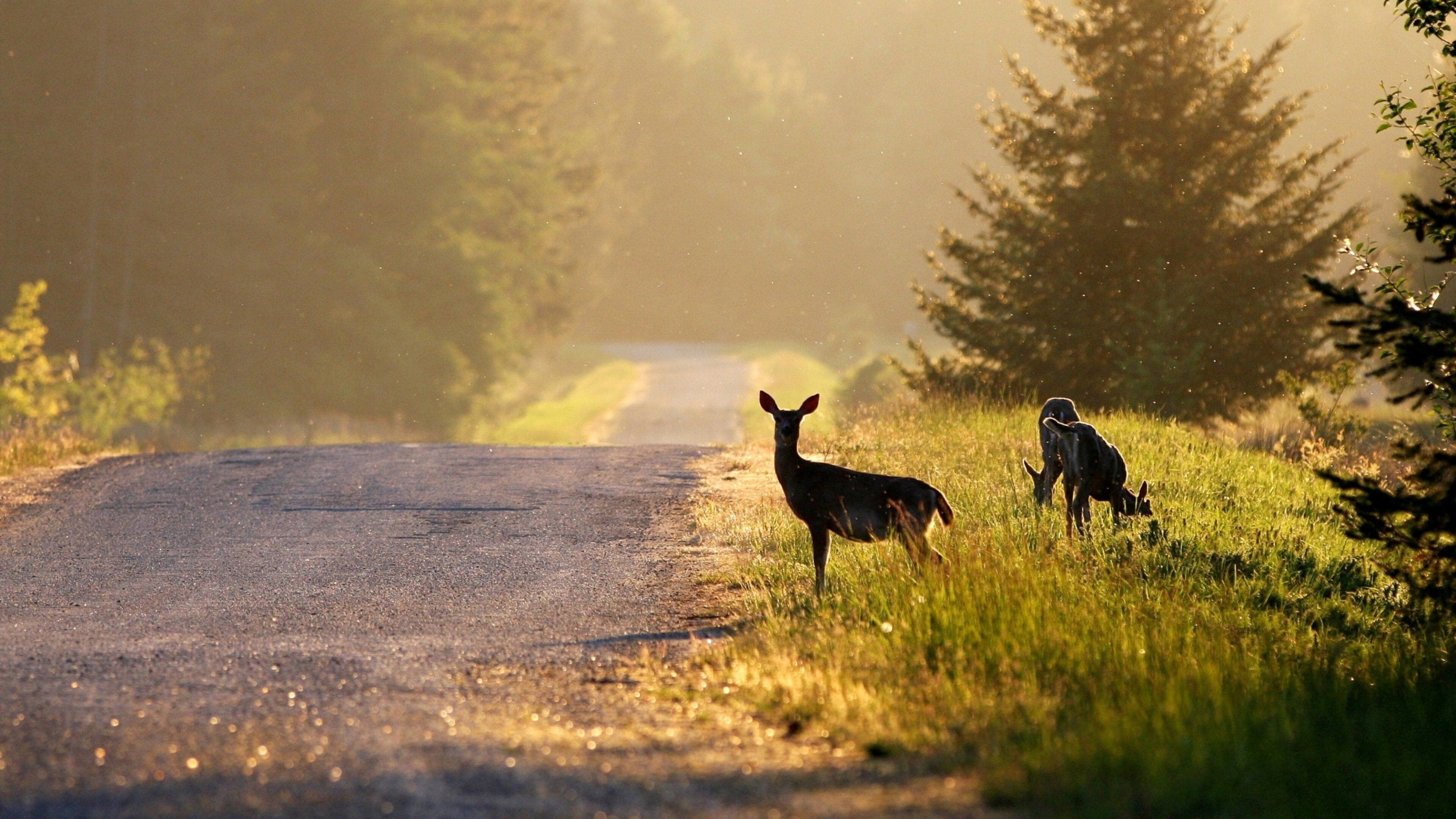 Mayne Island featuring animals