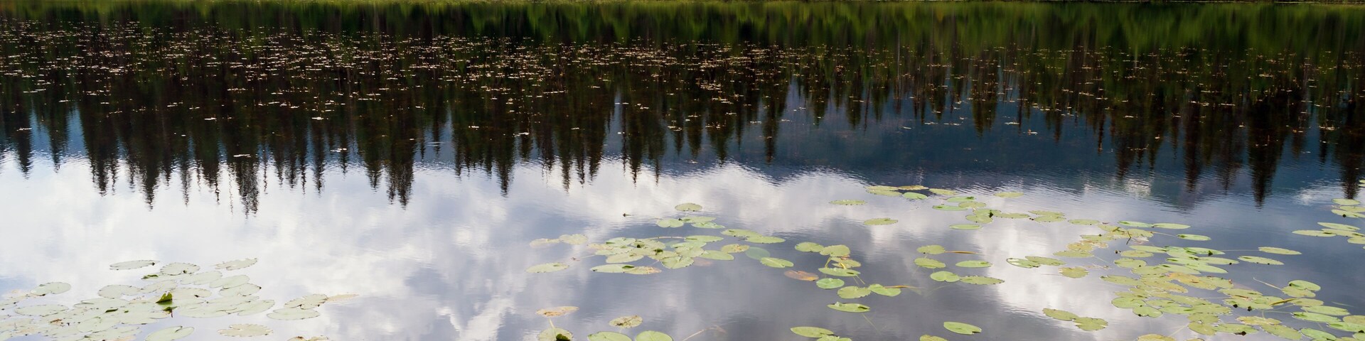 Um lago com folhas de ninféia e uma floresta de árvores altas ao fundo.