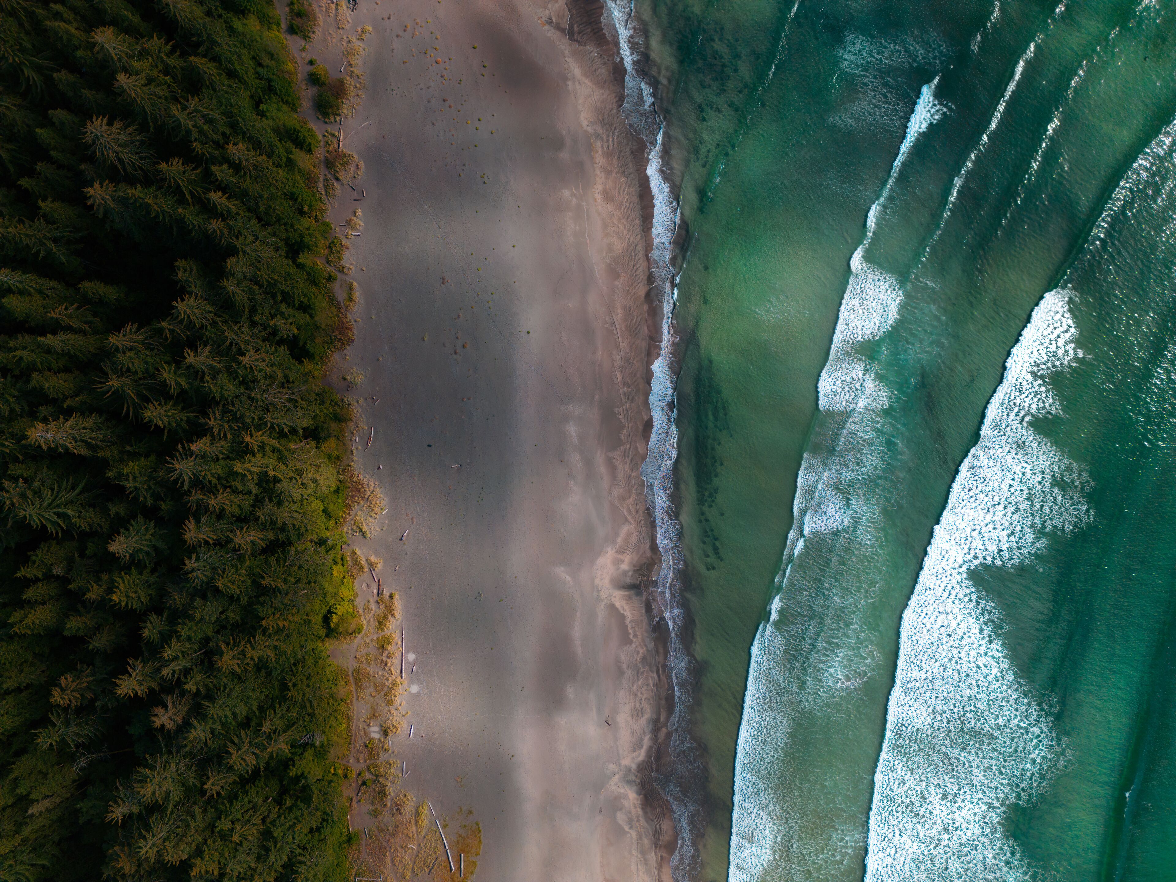 Aerial View from Above on the Sandy Beach with green trees and Ocean Waves. Pacific Northwest in Vancouver Island, British Columbia, Canada. Canadian Nature Background