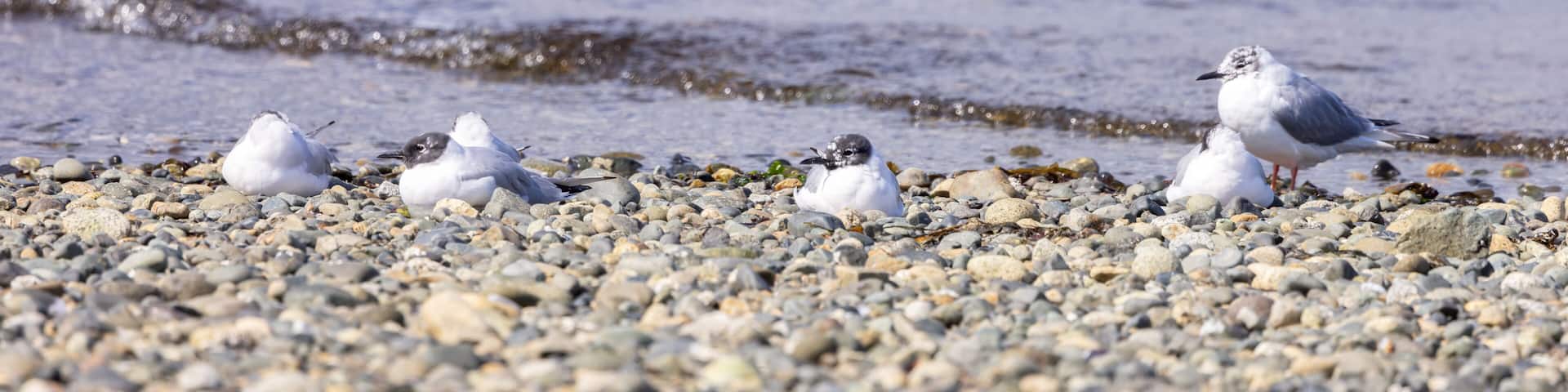 Small White Birds on the Pacific Ocean Coast. Qualicum Beach, Vancouver Island, British Columbia, Canada.