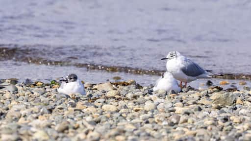 Small White Birds on the Pacific Ocean Coast. Qualicum Beach, Vancouver Island, British Columbia, Canada.