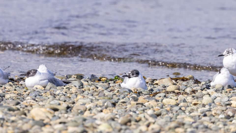 Seagulls on a pebbled beach with the ocean in the background.