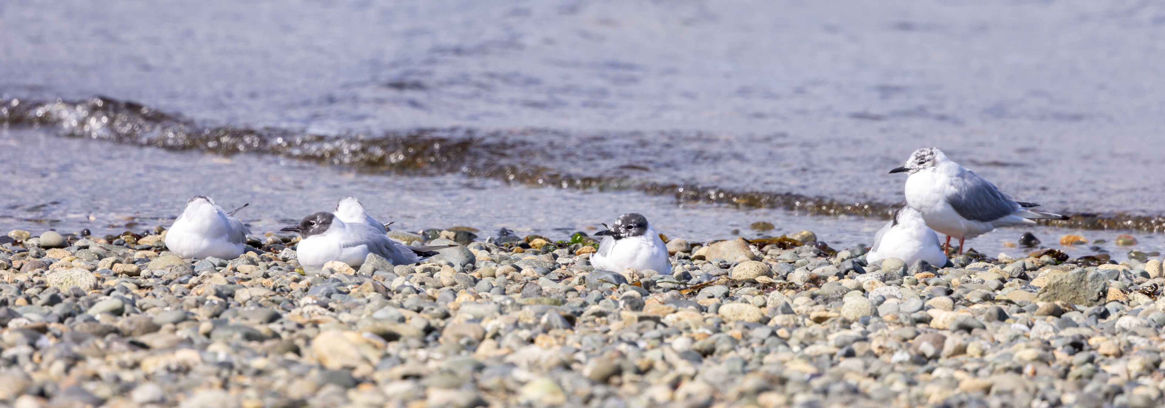 Seagulls on a pebbled beach with the ocean in the background.