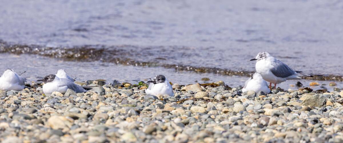 Seagulls on a pebbled beach with the ocean in the background.