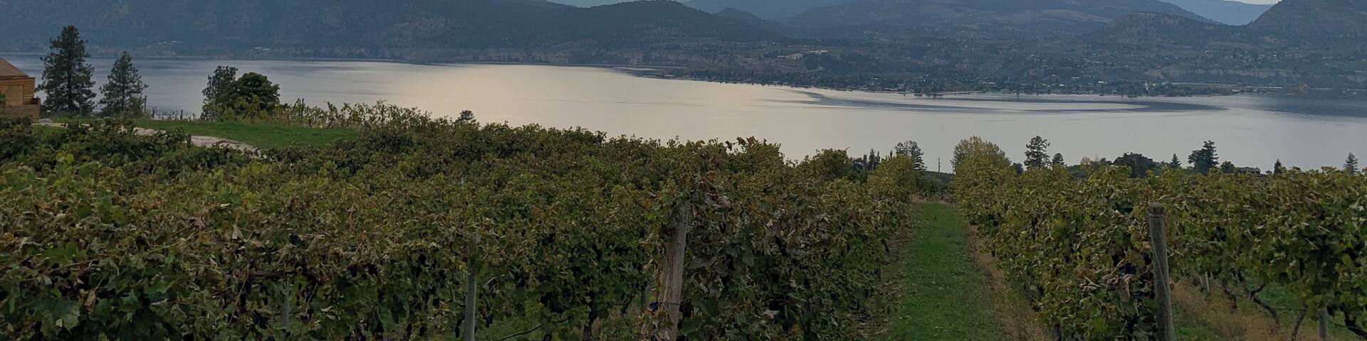 A vineyard with rows of grapevines in the foreground, a lake in the middle ground, and mountains in the background under a cloudy sky.