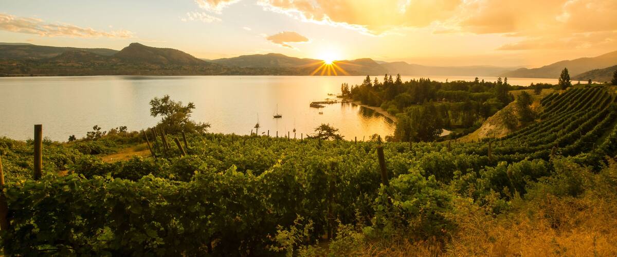 Ein Weinberg mit Rebenzeilen, ein See und ein Sonnenuntergang im Hintergrund.
