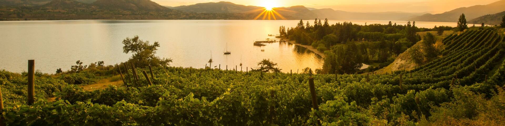 A vineyard with rows of grapevines, a lake, and a sunset in the background.