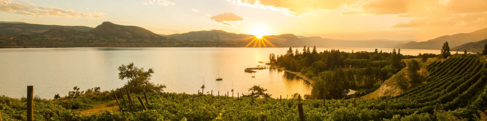 Un vignoble avec des rangées de vignes, un lac et un coucher de soleil en arrière-plan.