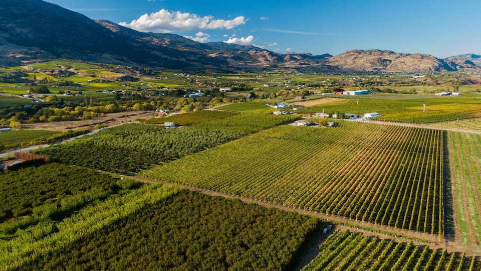 A vineyard with rows of grapevines, a small town in the valley, and mountains in the background.