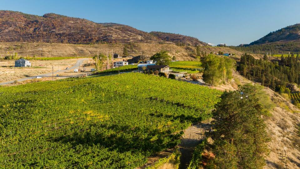 A vineyard with rows of grapevines, a road, and houses in a hilly landscape.