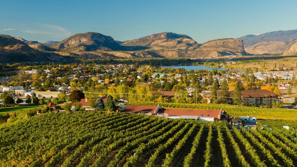 A vineyard with rows of grapevines, a town in the background, and mountains.