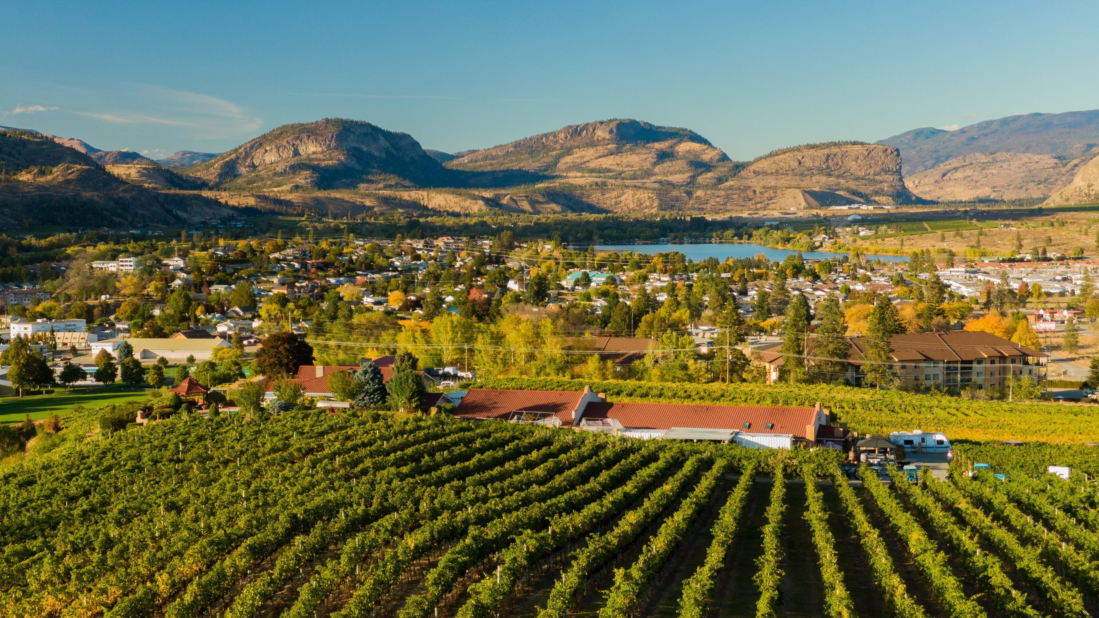 A vineyard with rows of grapevines, a town in the background, and mountains.