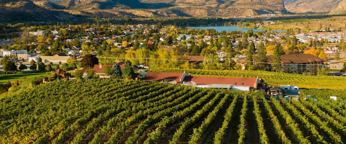 A vineyard with rows of grapevines, a town in the background, and mountains.