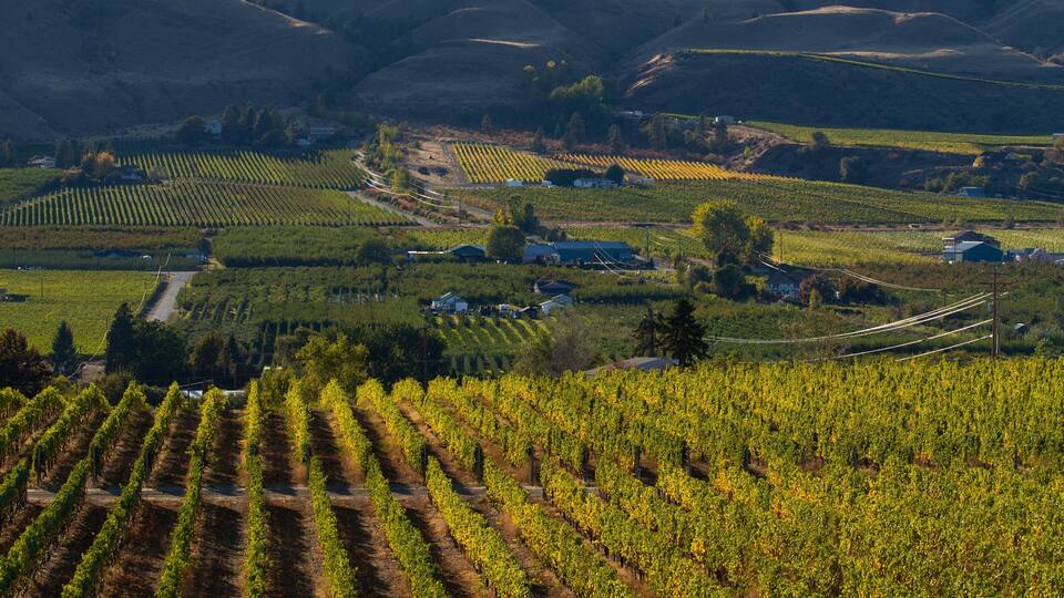 A vineyard with rows of grapevines and several buildings in the background.