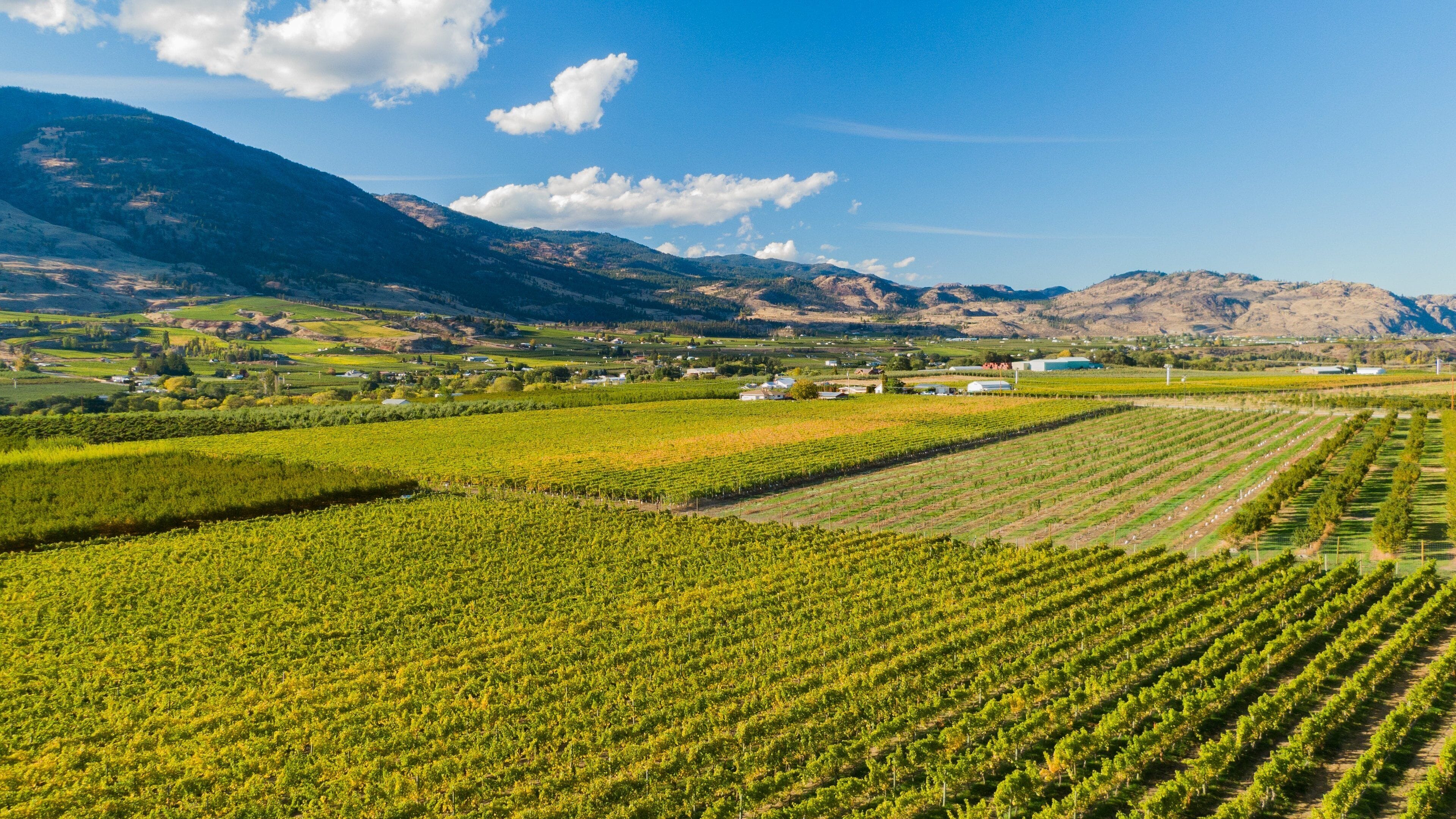 A vineyard with rows of grapevines, a town in the valley, and mountains in the background.