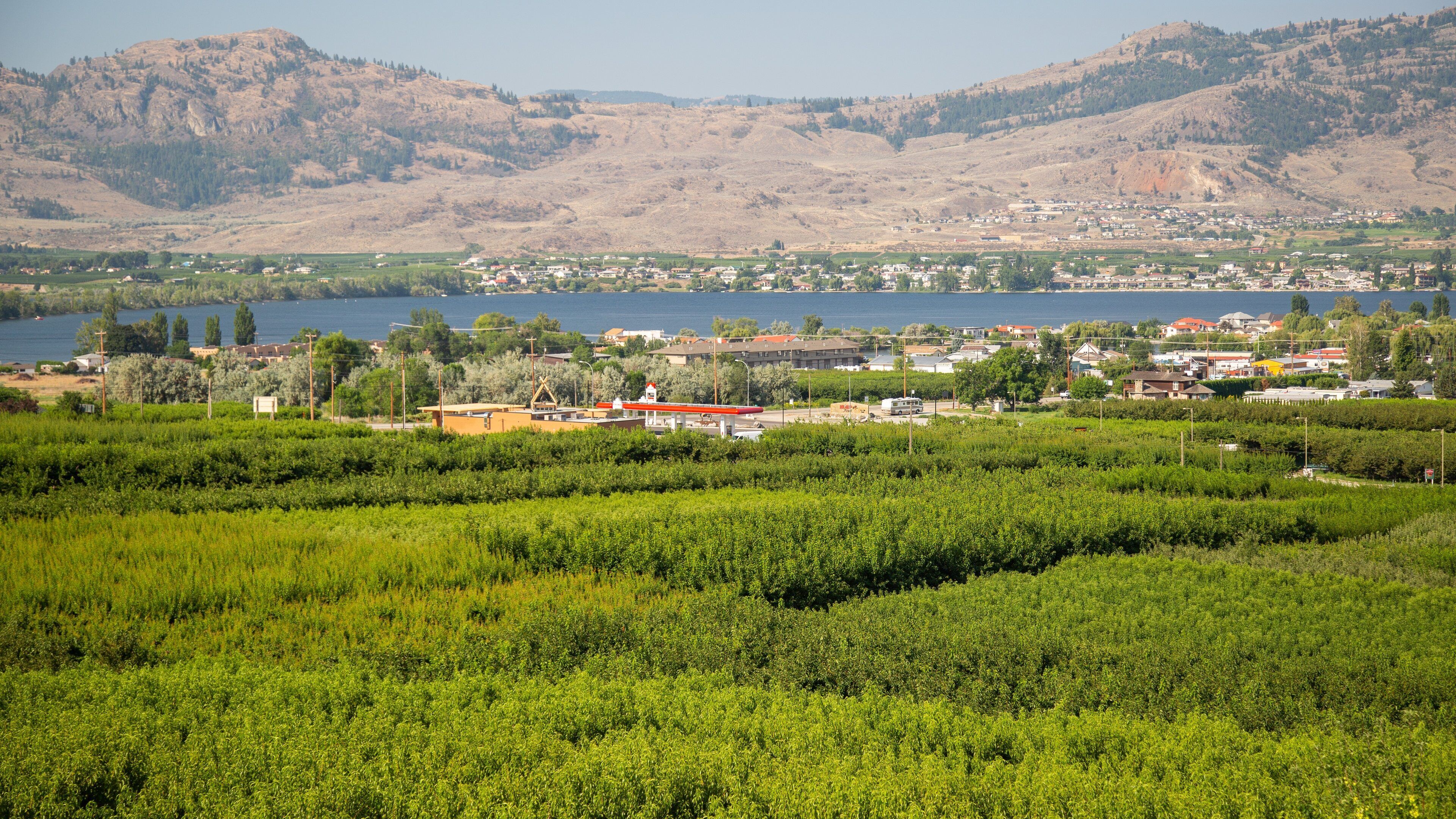 A lush green vineyard with a small town and mountains in the background.