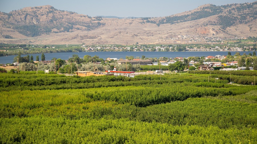 A lush green vineyard with a small town and mountains in the background.
