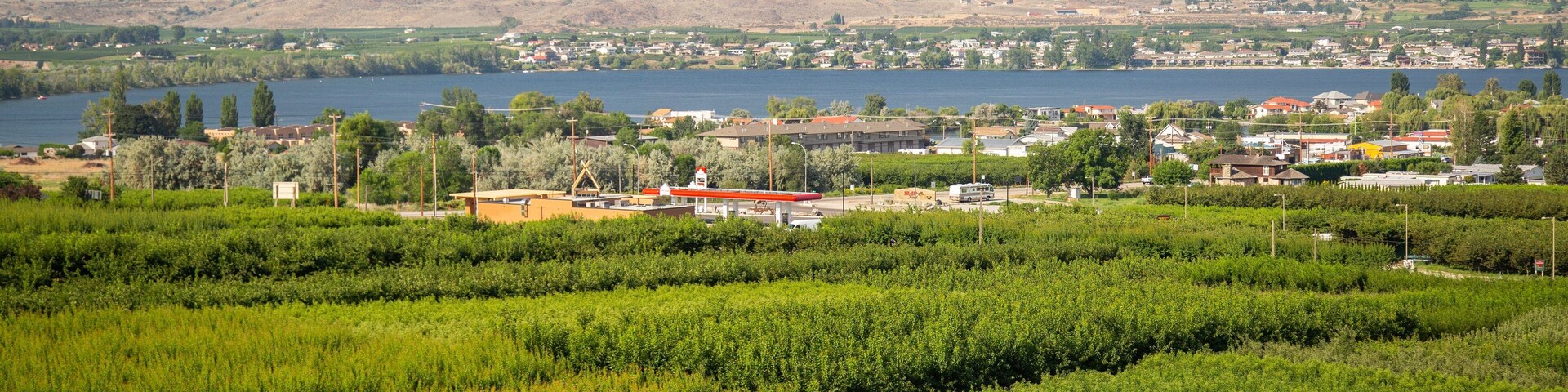 Un viñedo verde y exuberante con un pueblo pequeño y montañas al fondo.