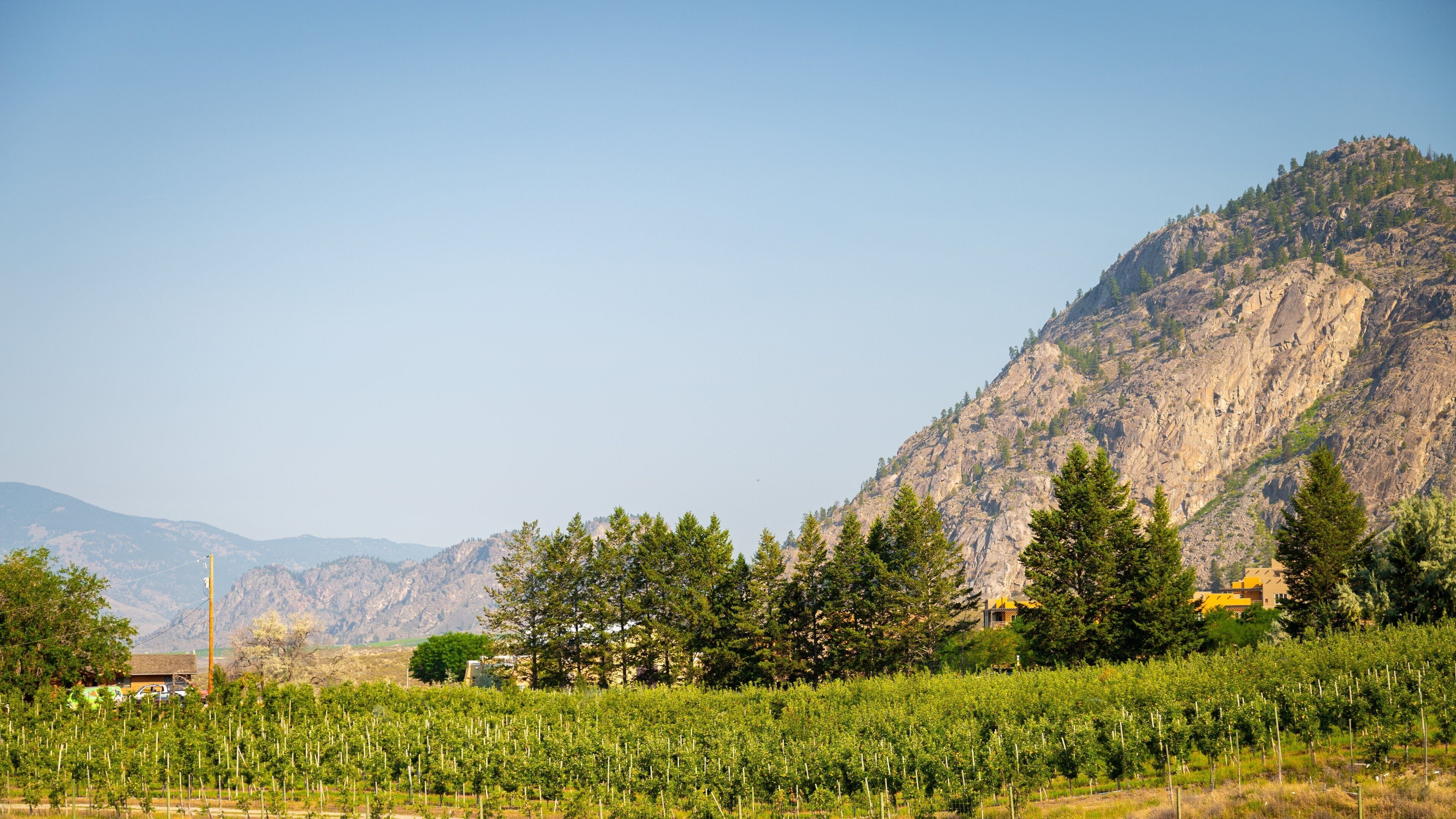 A vineyard with rows of grapevines, a mountain in the background, and a yellow building.