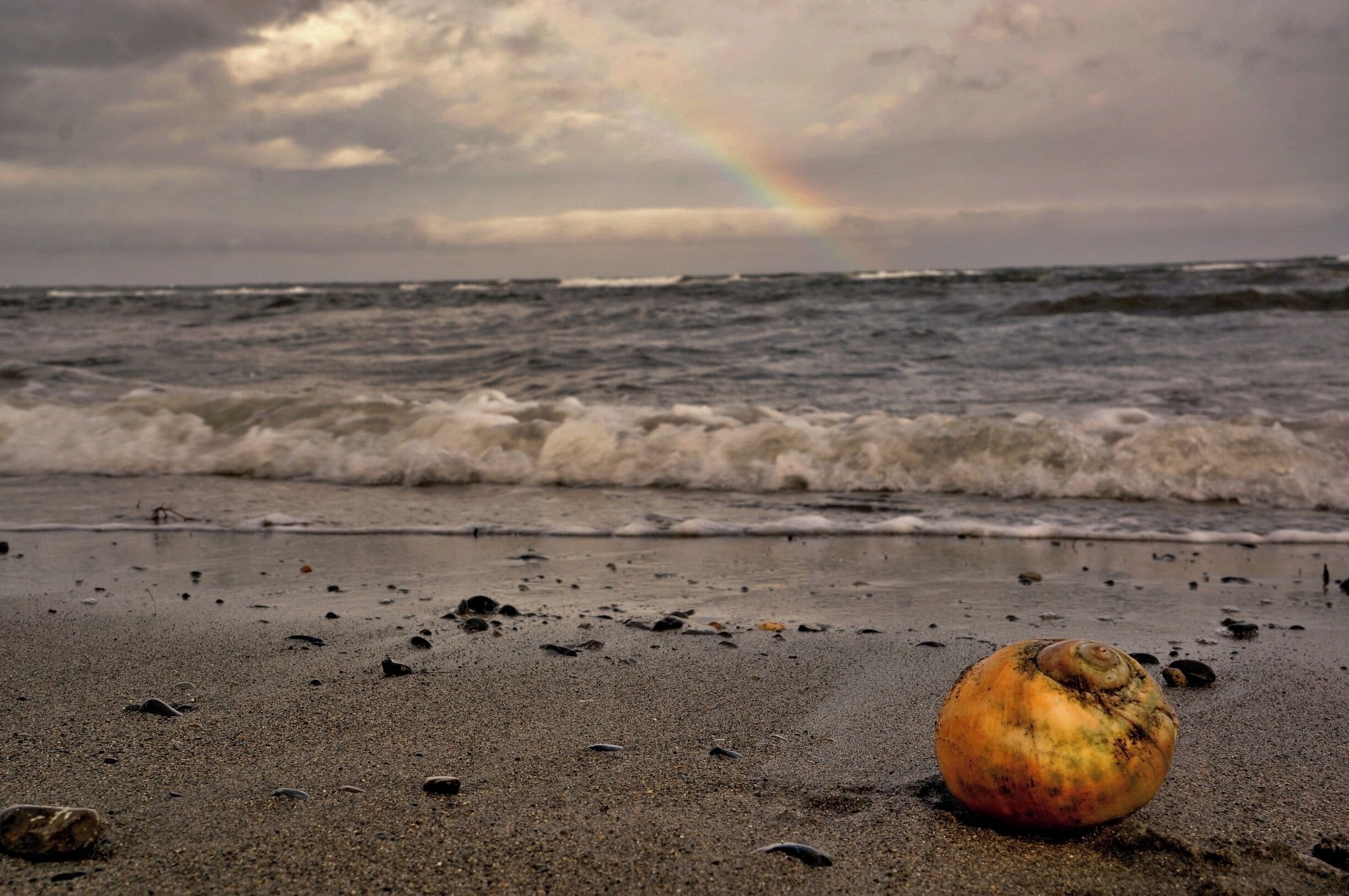 Low tide on Qualicum Beach means finding treasures like Moon Snail shells! #beach http://www.acooknotmad.com/2011/10/homecoming.html #QualicumBeach #BC #WestCoast #PacificRim #BritishColumbia #Canada #roadtrip #WeekendGetaway #AquaTrove