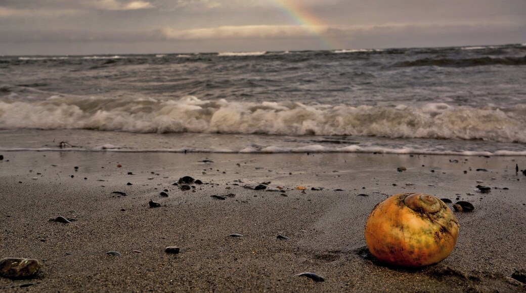 Low tide on Qualicum Beach means finding treasures like Moon Snail shells! #beach http://www.acooknotmad.com/2011/10/homecoming.html #QualicumBeach #BC #WestCoast #PacificRim #BritishColumbia #Canada #roadtrip #WeekendGetaway #AquaTrove