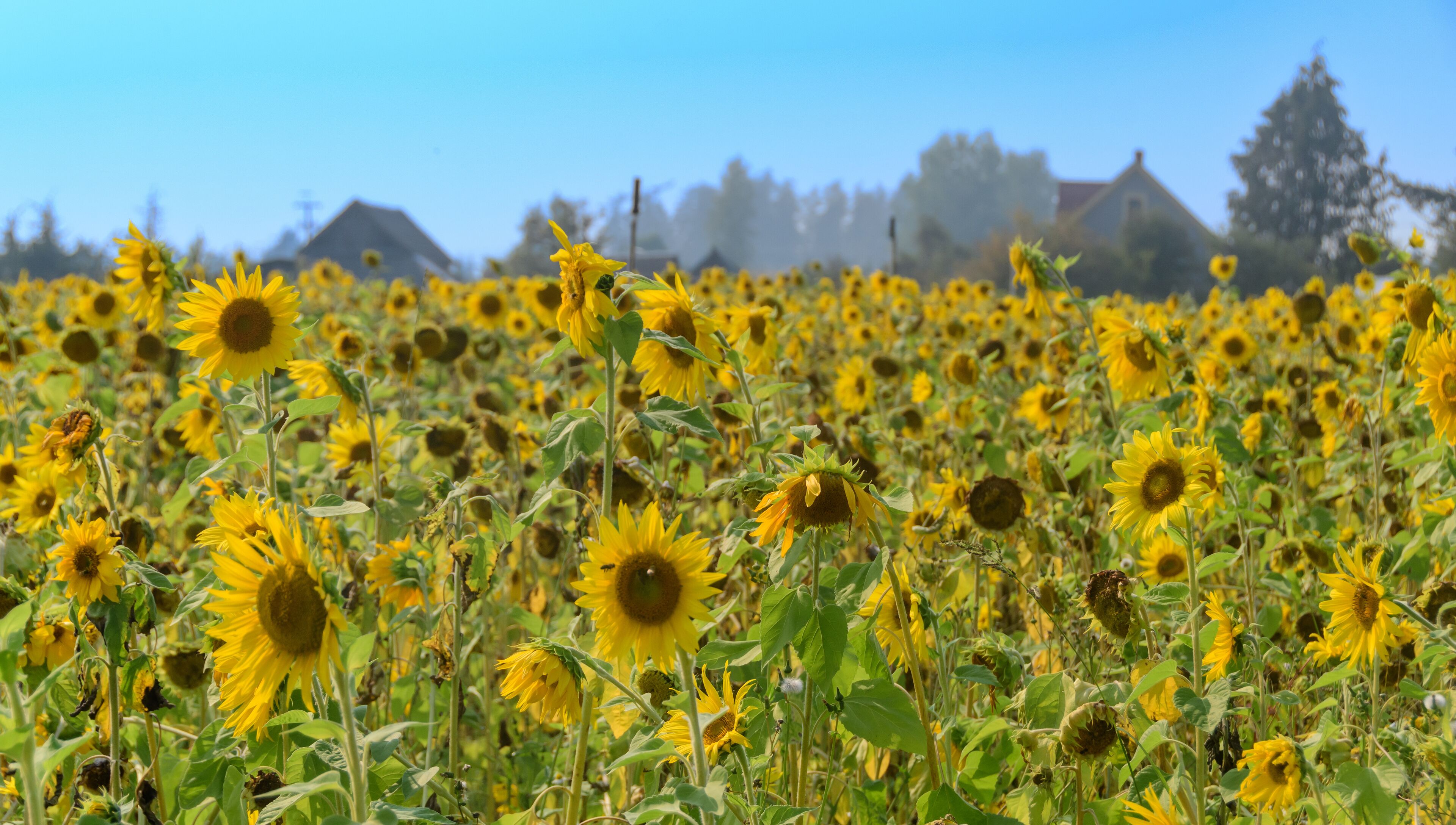 Sunflower Field in summer, Saanichton, Saanich, British Columbia, Canada