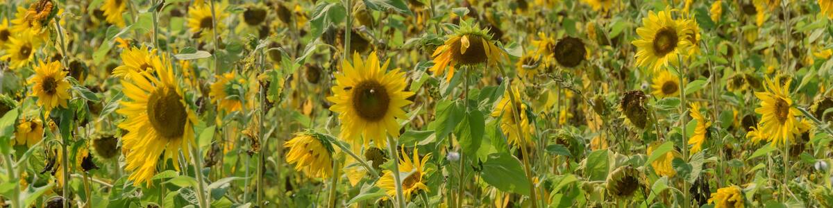 Sunflower Field in summer, Saanichton, Saanich, British Columbia, Canada