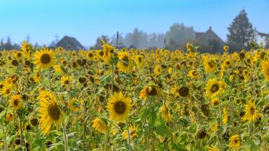 Sunflower Field in summer, Saanichton, Saanich, British Columbia, Canada