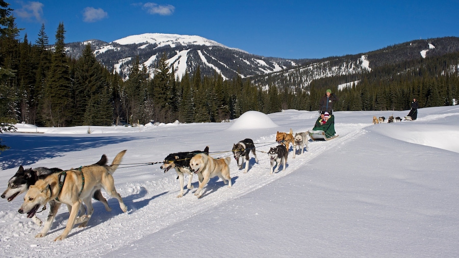 Sun Peaks mettant en vedette traĂźneau Ă chiens, neige et animaux