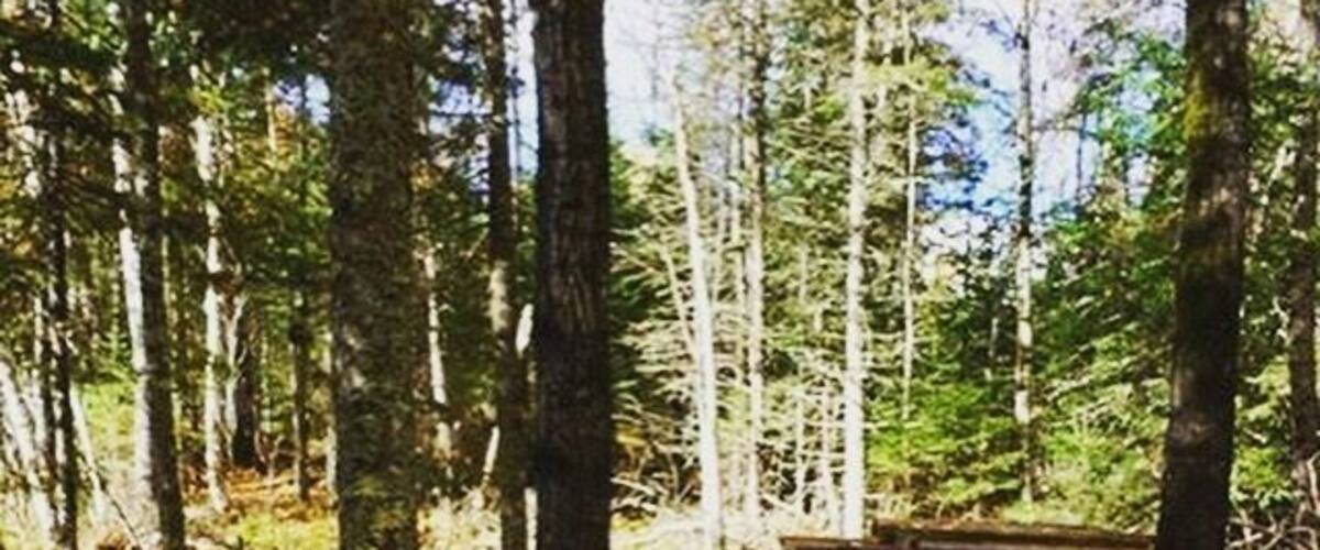 A wooden staircase leading up a forested hill.