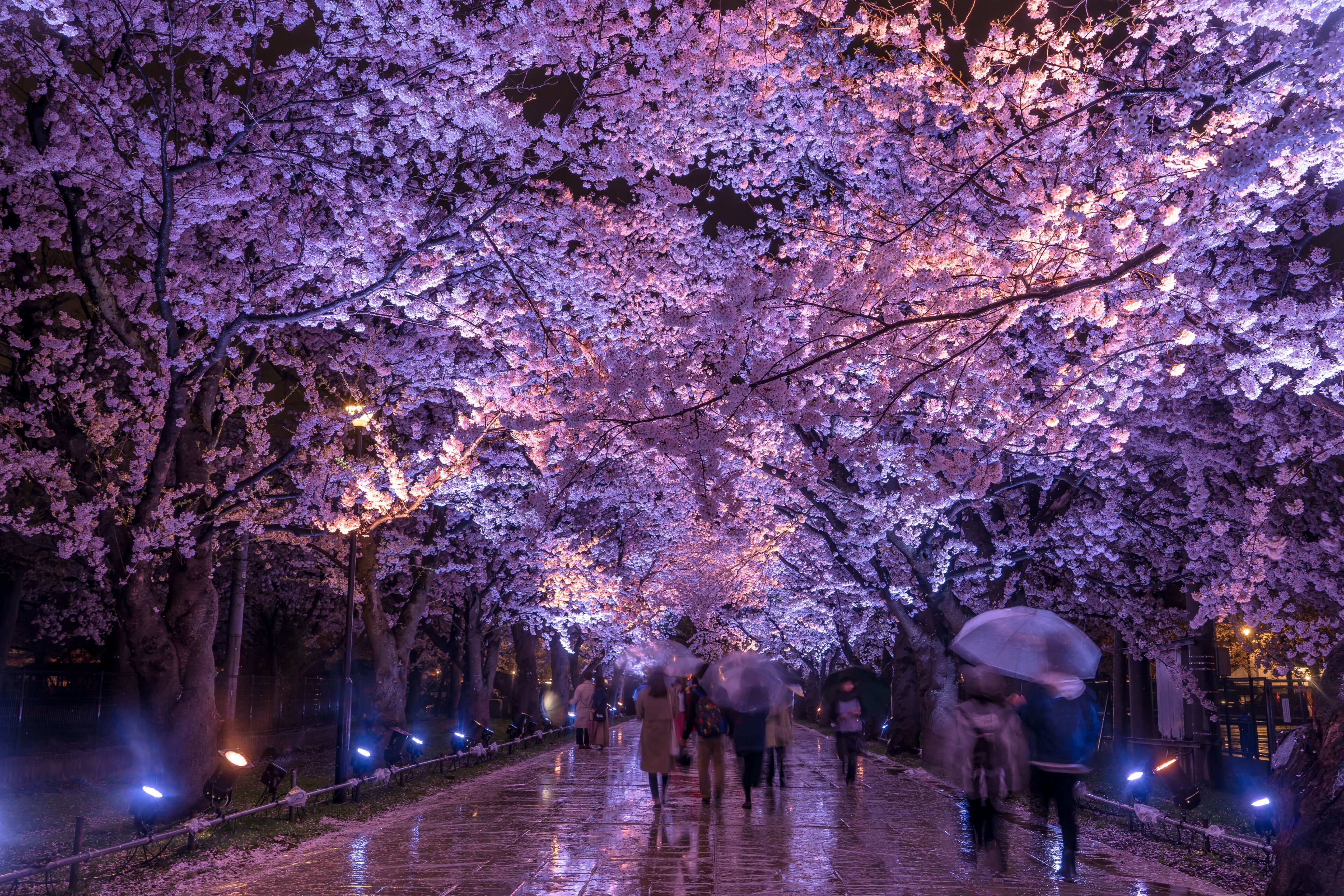 Takada Sakura