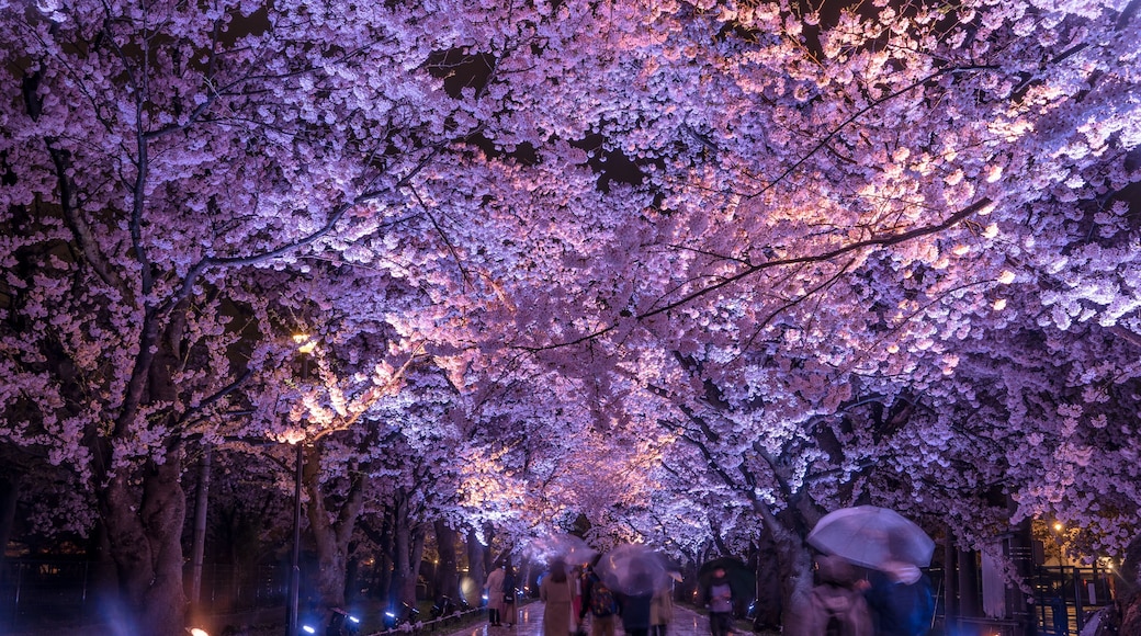 Takada Sakura