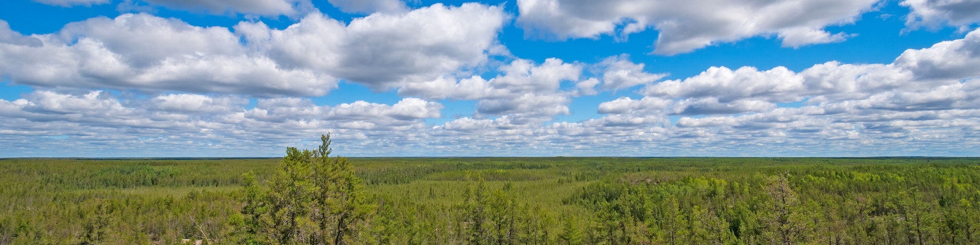 A vast forest with a clear sky and a prominent rocky outcrop in the foreground.