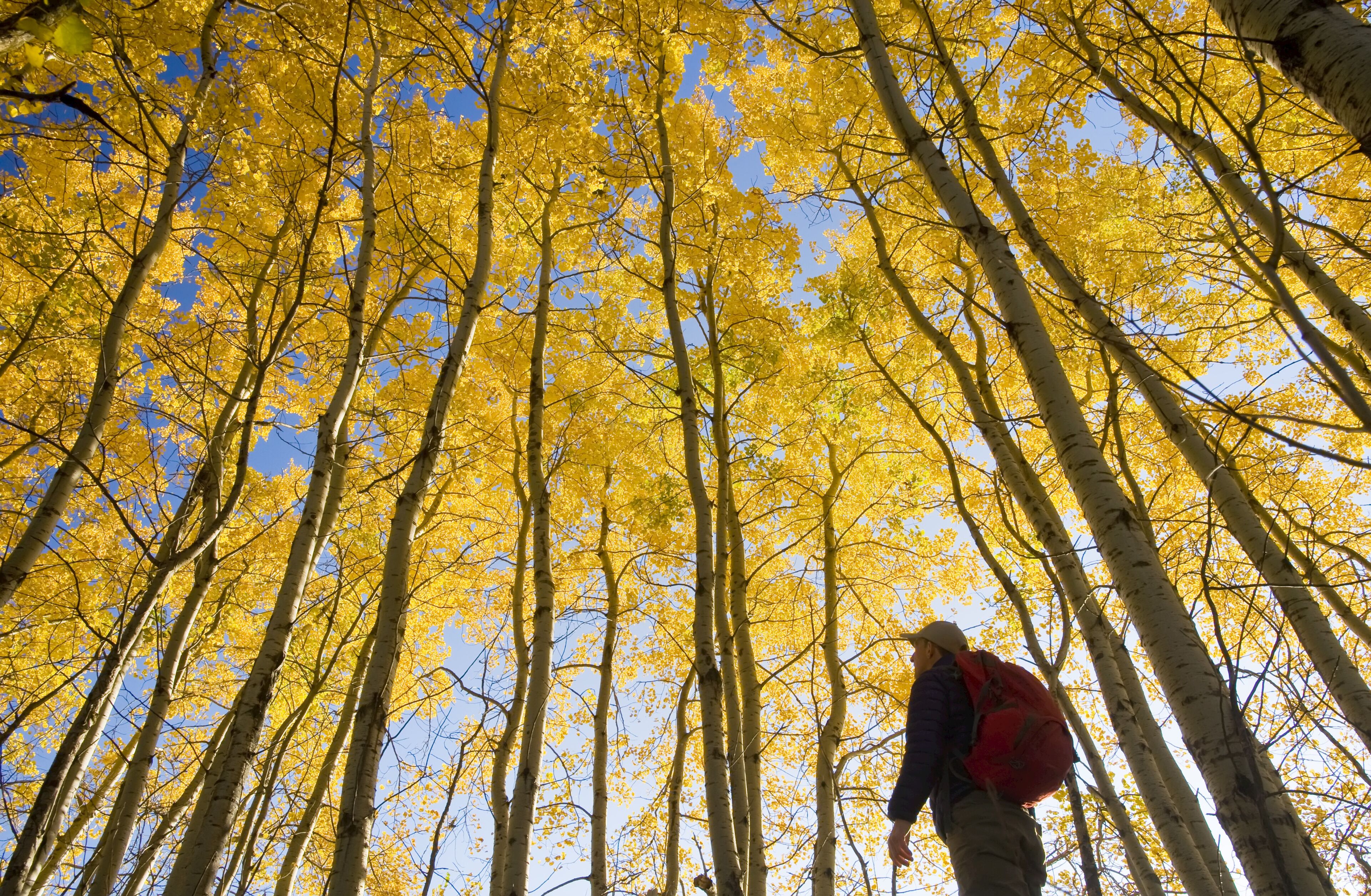 Hiker bird watching in autumn with golden foliage on the aspen trees, Birds Hill Provincial Park; Manitoba, Canada