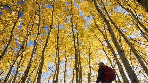 Hiker bird watching in autumn with golden foliage on the aspen trees, Birds Hill Provincial Park; Manitoba, Canada