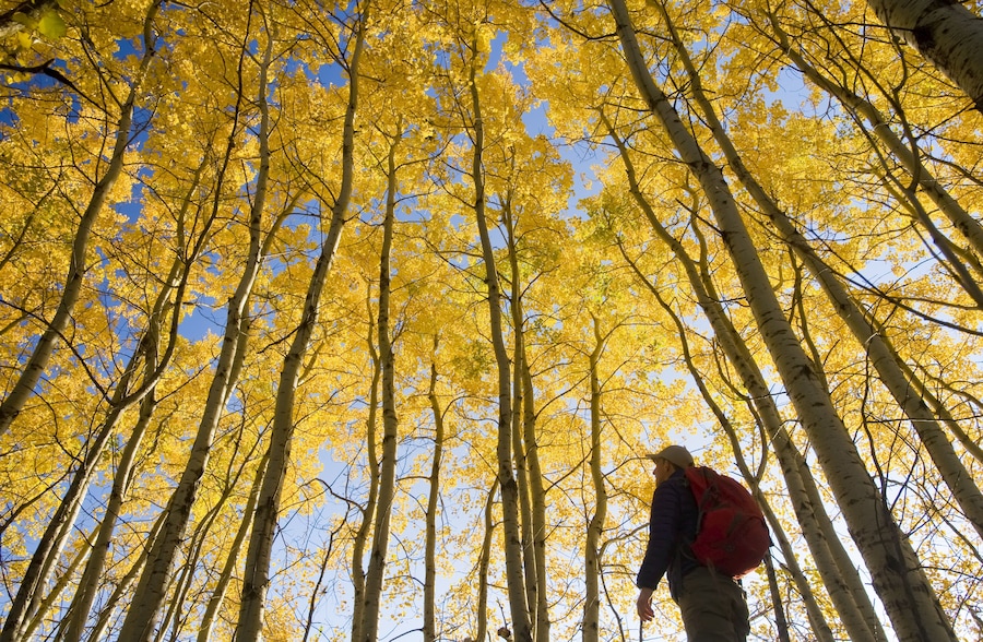Hiker bird watching in autumn with golden foliage on the aspen trees, Birds Hill Provincial Park; Manitoba, Canada