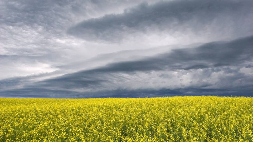 A field of yellow flowers under a cloudy sky.