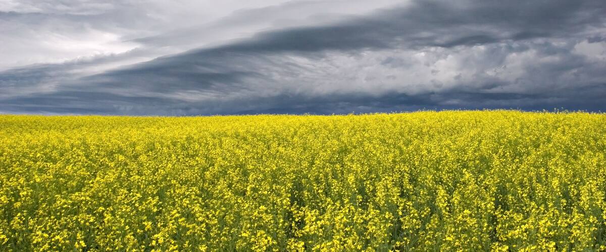 A field of yellow flowers under a cloudy sky.