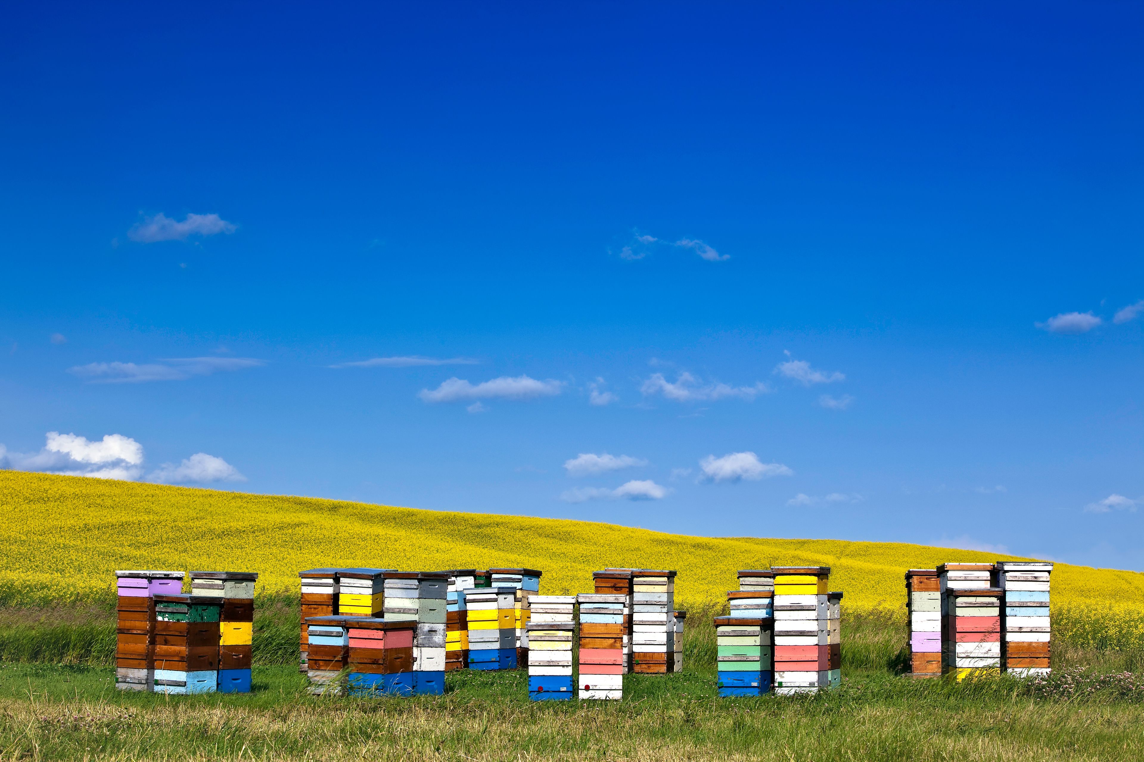 A field of yellow flowers with stacks of colorful beehives.