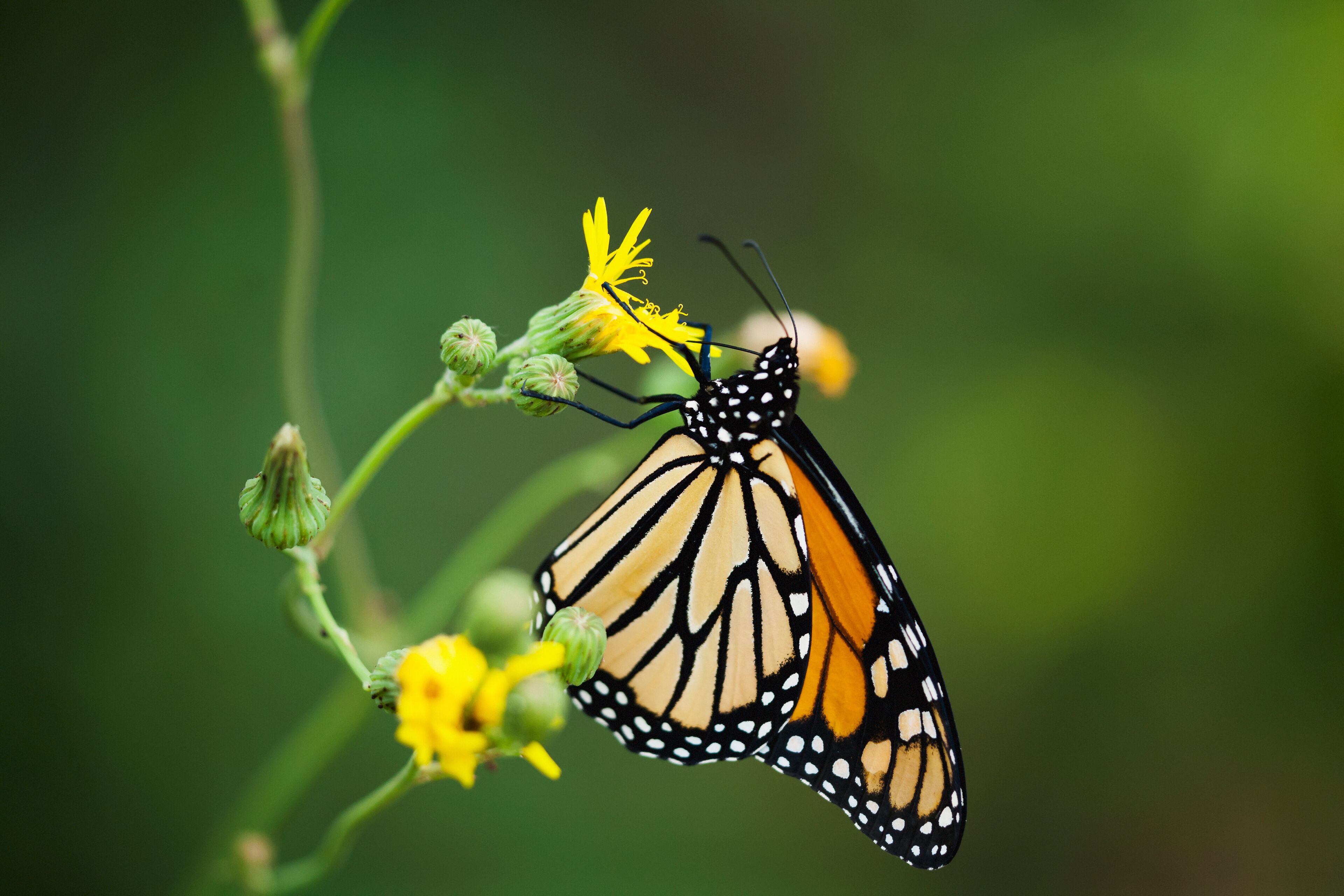 An orange monarch butterfly feeds at a yellow flower;Morden, manitoba, canada