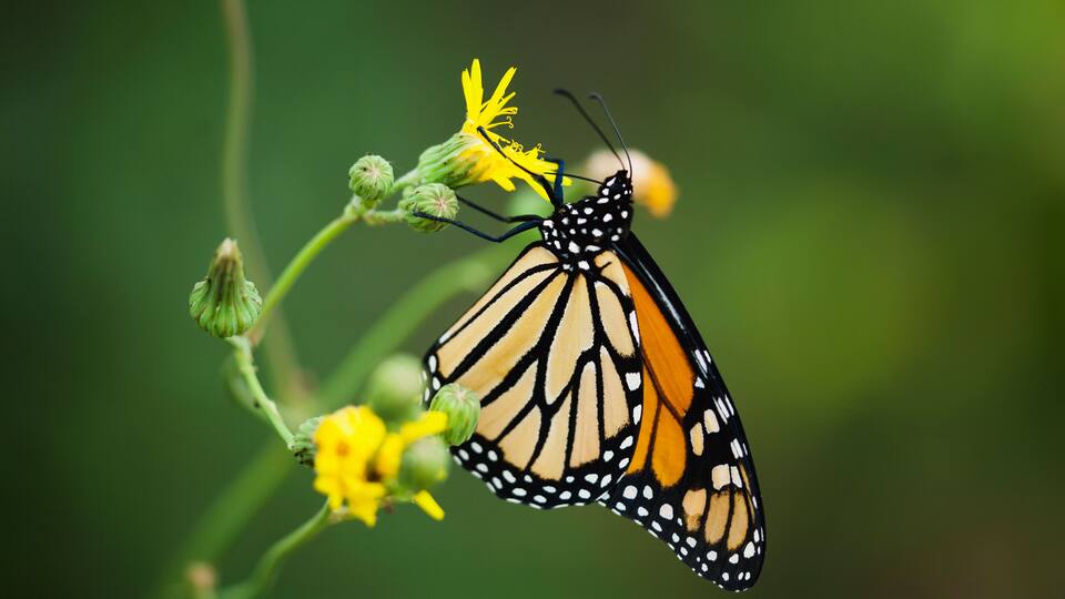 A monarch butterfly on a yellow flower.