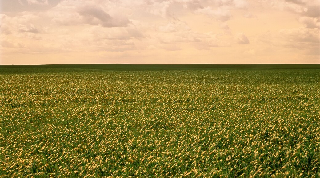 Grain Field in Early July West of Russell Manitoba, Canada