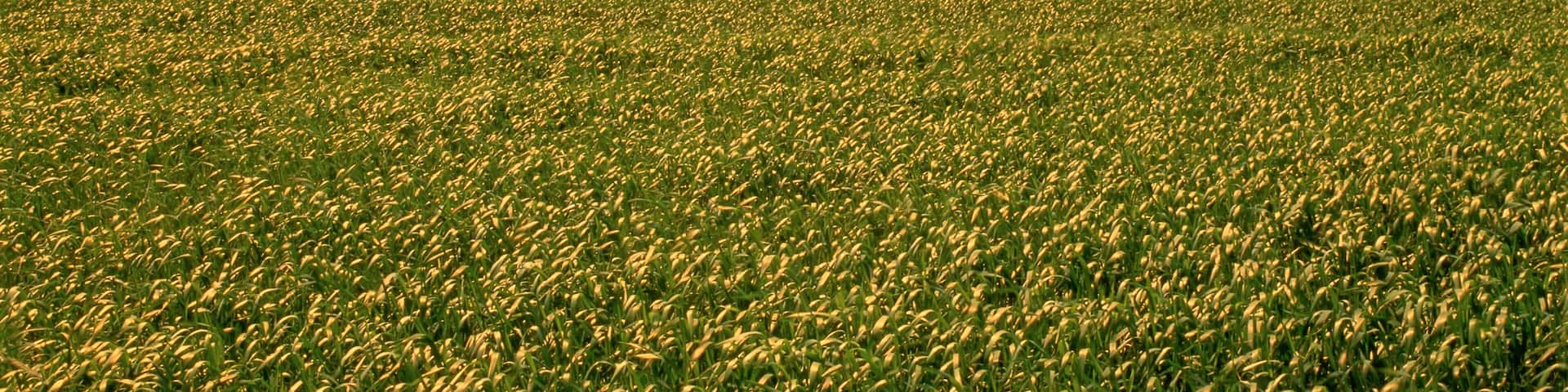 Grain Field in Early July West of Russell Manitoba, Canada