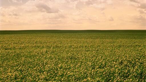 Grain Field in Early July West of Russell Manitoba, Canada