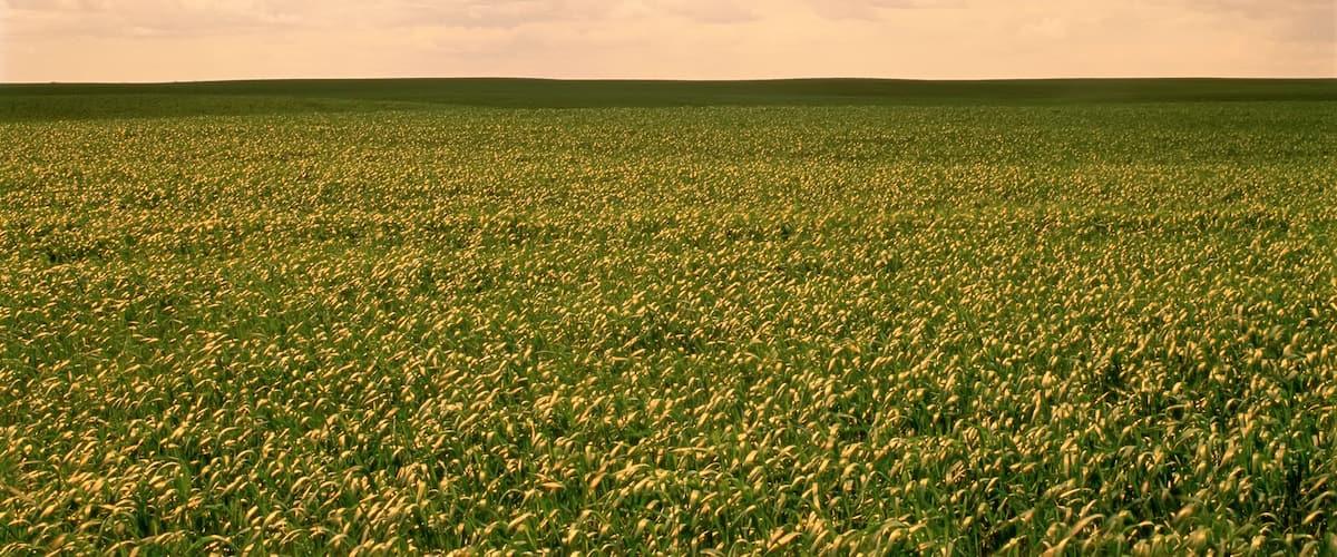 A vast field of crops under a cloudy sky.