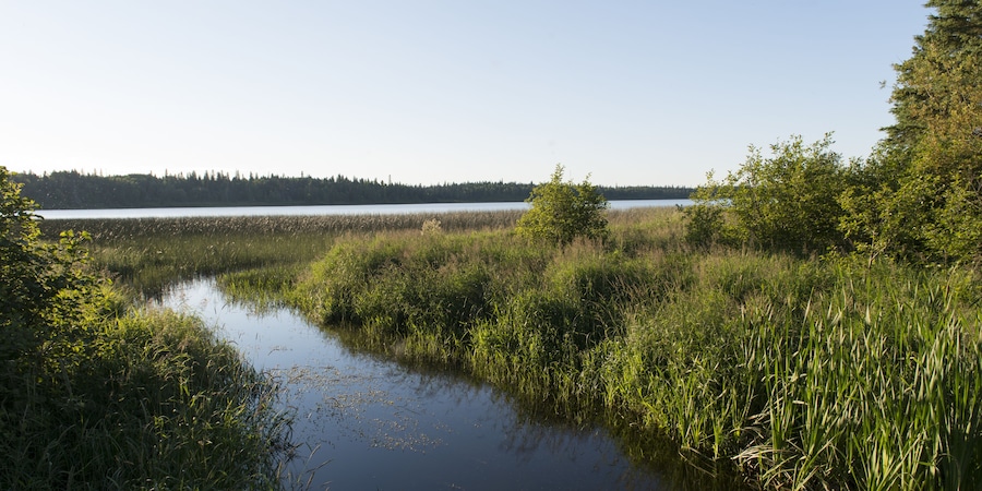 Marshland, Wasagaming, Riding Mountain National Park, Manitoba, Canada