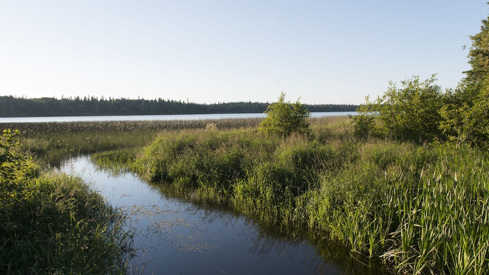 A calm lake surrounded by dense reeds and trees.