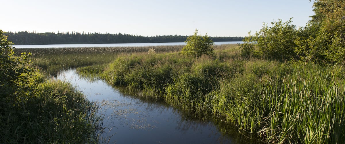 A calm lake surrounded by dense reeds and trees.