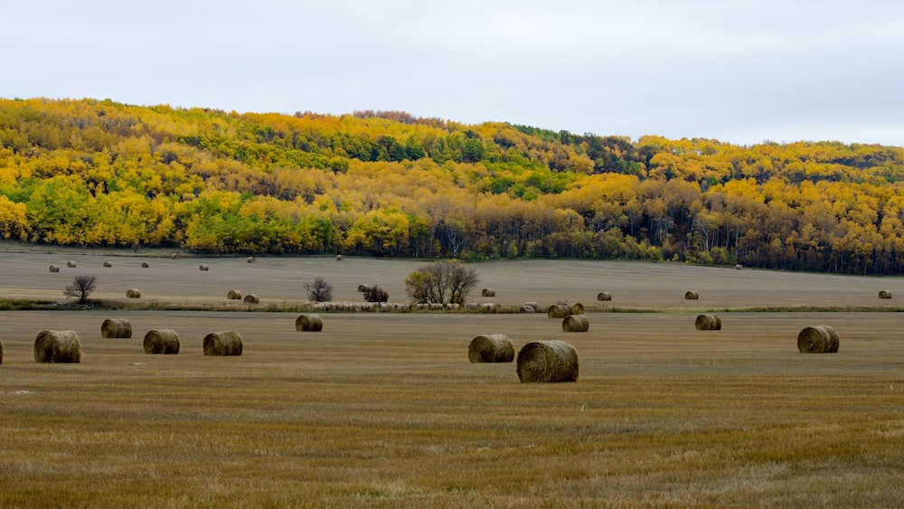 A field with hay bales and a forest with autumn-colored trees.